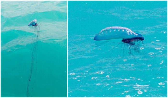 18 Giant Creatures that Lurk Underwater