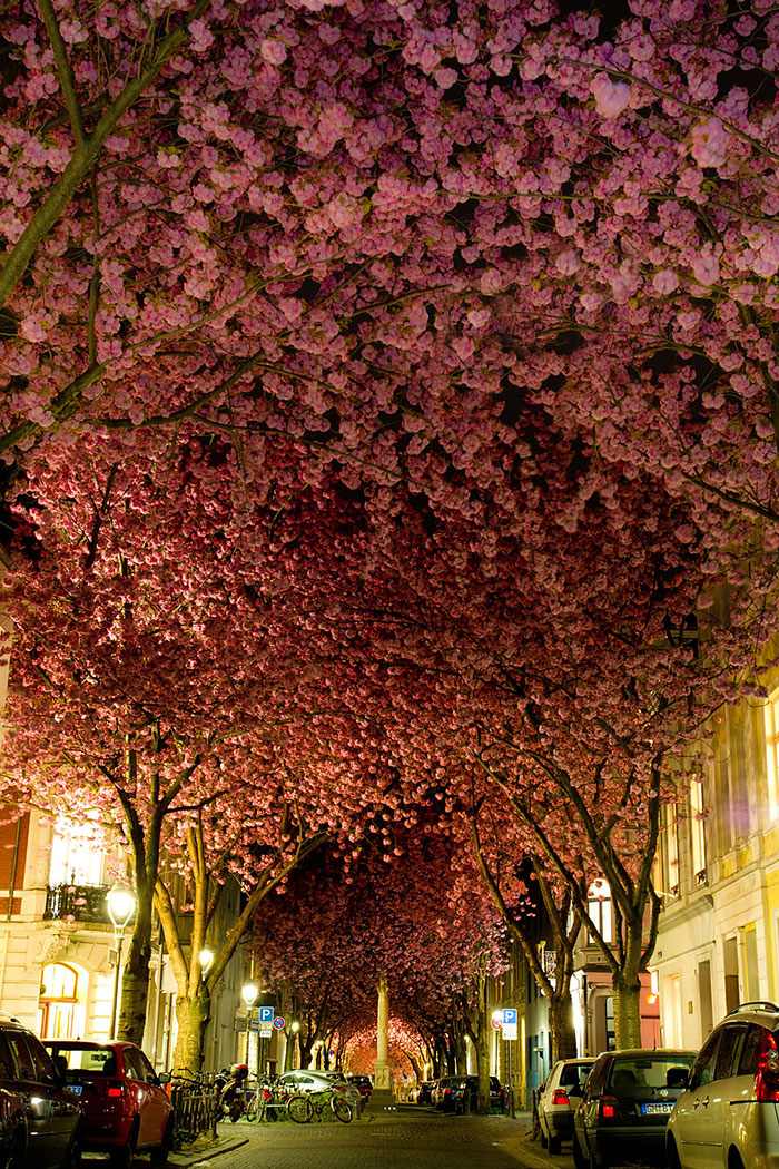 flowery streets