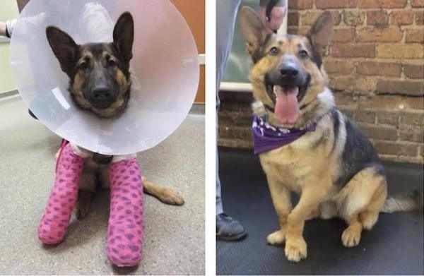 dogs before and after adoption