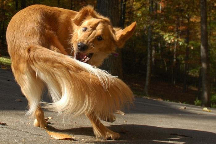 21 Surprising Dog Facts (Especially #3)