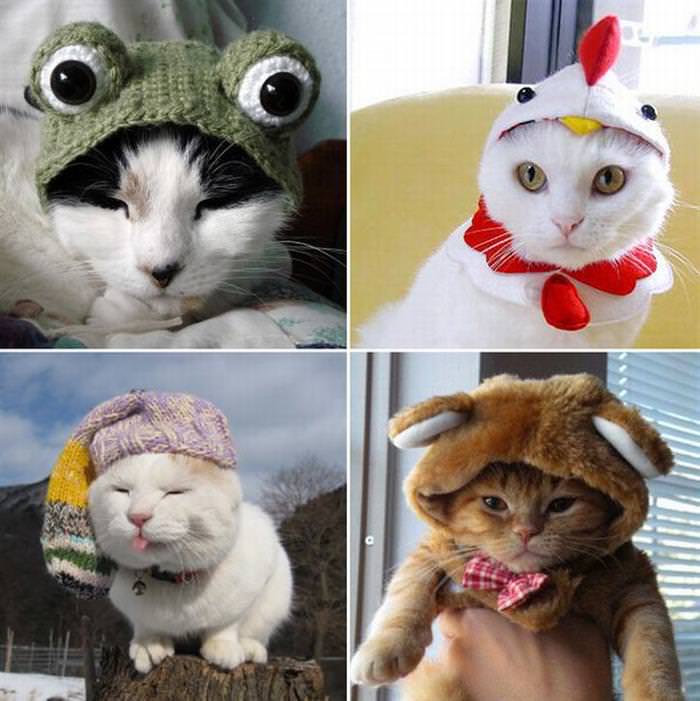 22 Cats Wearing Hats