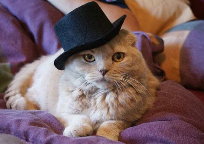 22 Cats Wearing Hats
