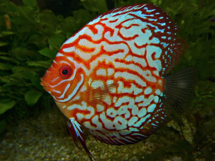 15 most colorful and beautiful fish in the world | Nature - BabaMail