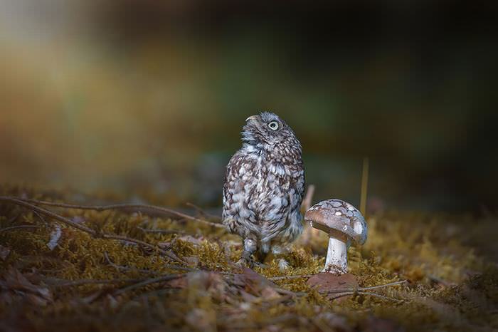 tiny owls