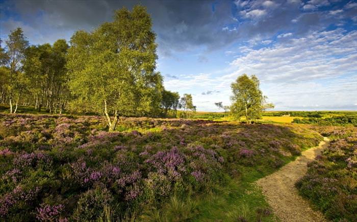 beautiful places in the UK New Forest