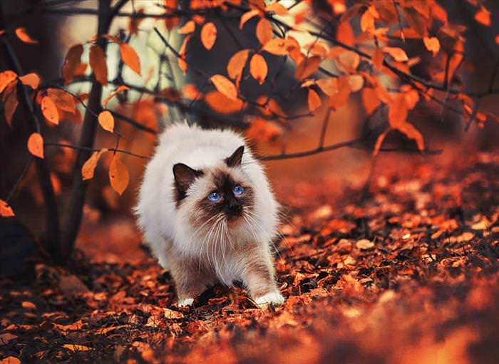 animales en otoño