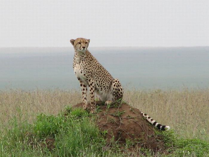 Let These Stunning Photos Take You On a Kenyan Safari