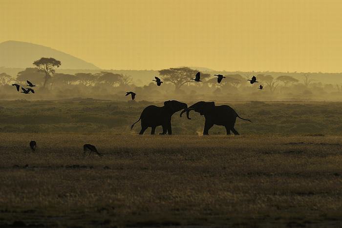 Let These Stunning Photos Take You On a Kenyan Safari