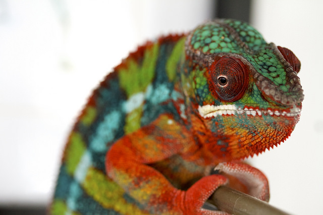 10 Strange but Extraordinary Animals from Madagascar