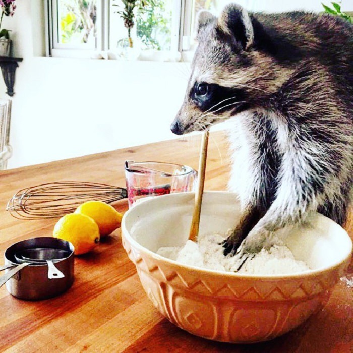 Orphaned Raccoon