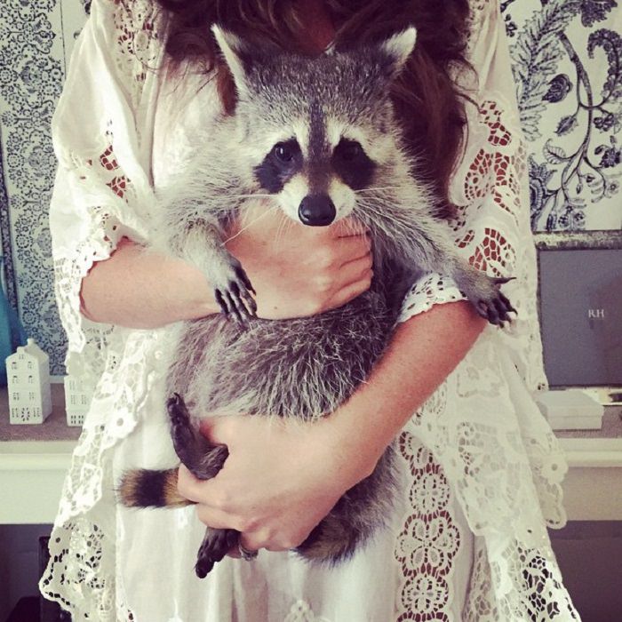Orphaned Raccoon