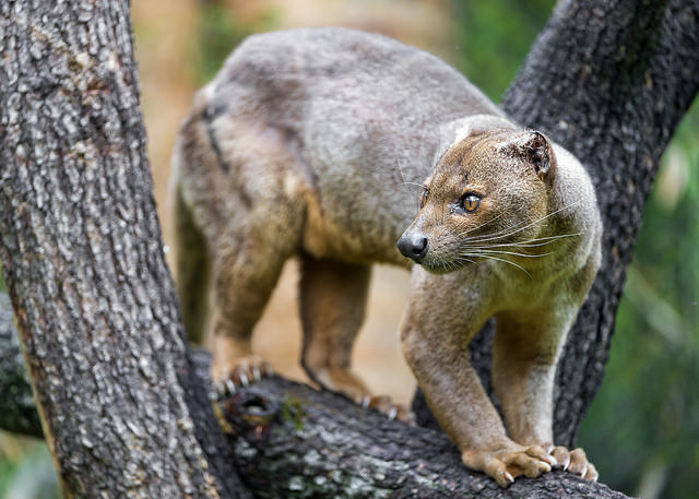 10 Strange but Extraordinary Animals from Madagascar