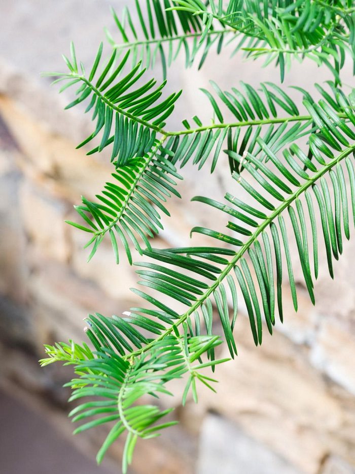 Winter plants