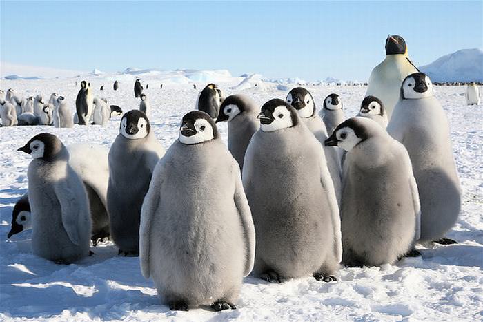 Penguins