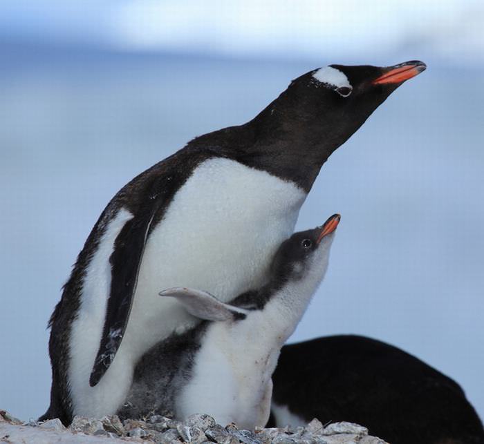 Penguins