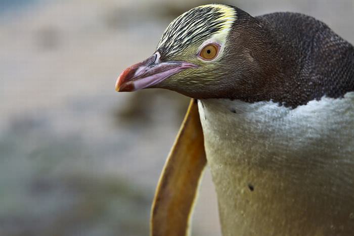 Penguins