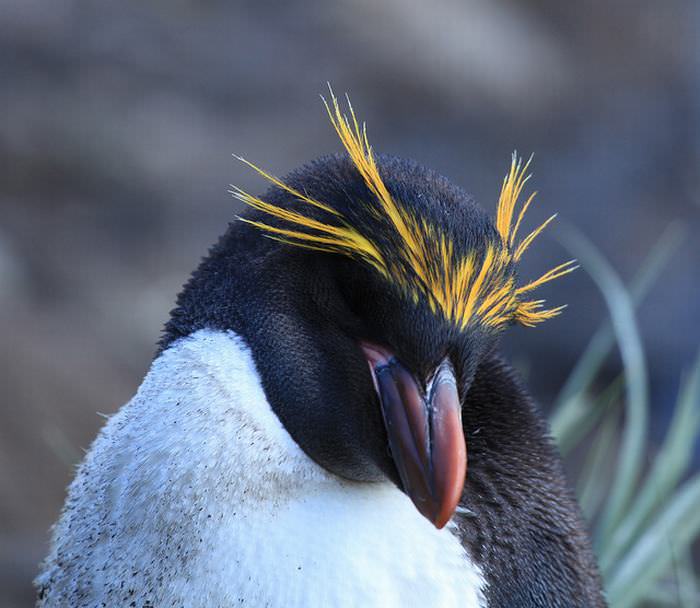 Penguins