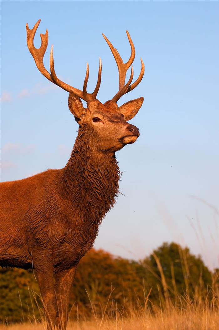 deer-richmond-park