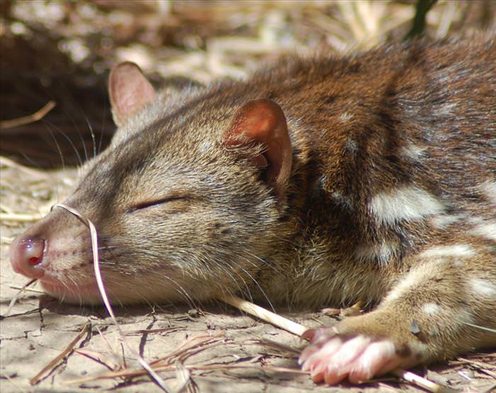 cute-australian-baby-animals