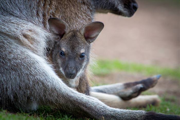 cute-australian-baby-animals