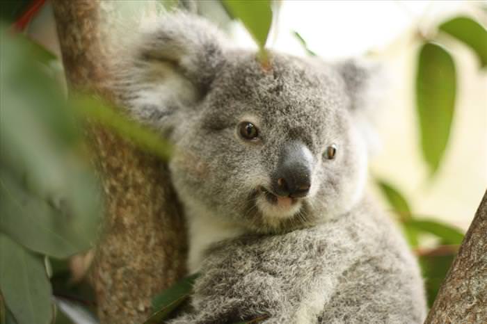 cute-australian-baby-animals