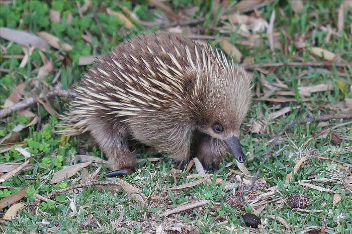 cute-australian-baby-animals