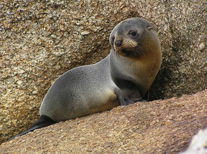 cute-australian-baby-animals