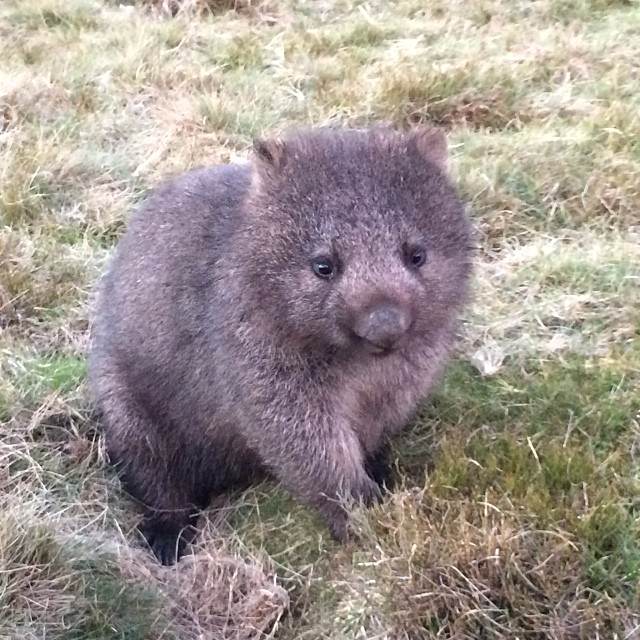 Baby Koala Bear - Rescued : r/aww