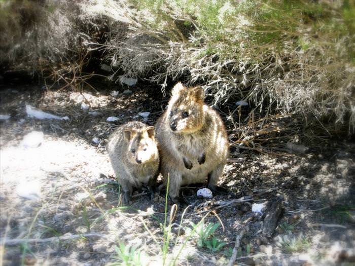 cute-australian-baby-animals