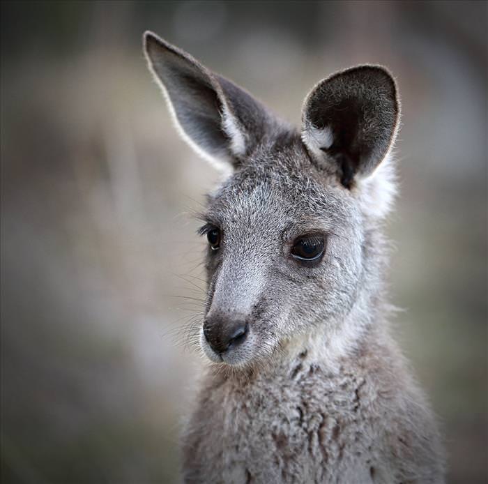 cute-australian-baby-animals