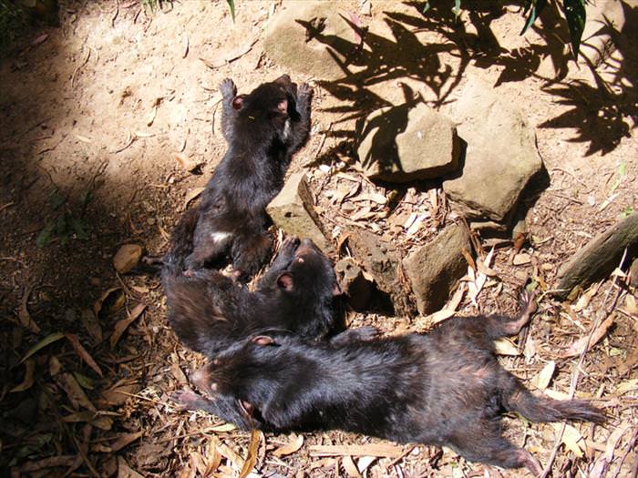 cute-australian-baby-animals