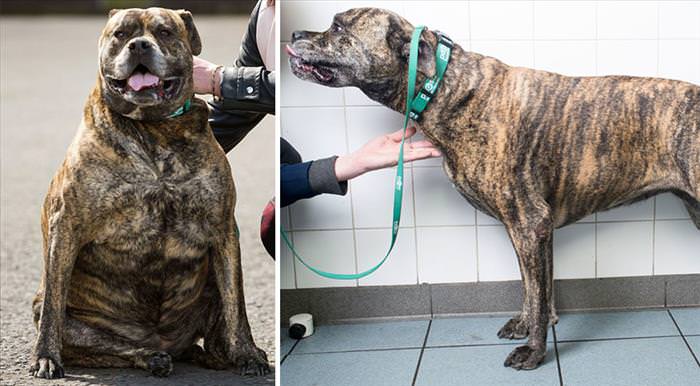 These Chubby Dogs and Cats Shed Some Serious Weight...