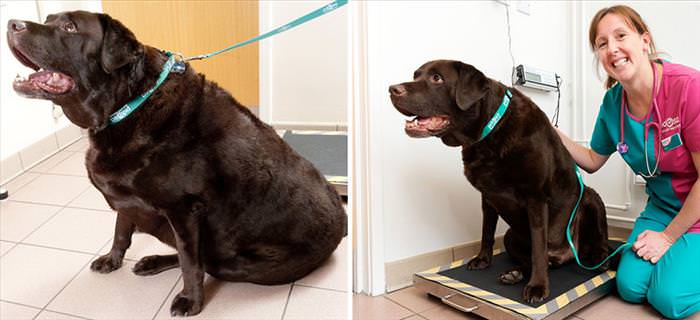 These Chubby Dogs and Cats Shed Some Serious Weight...