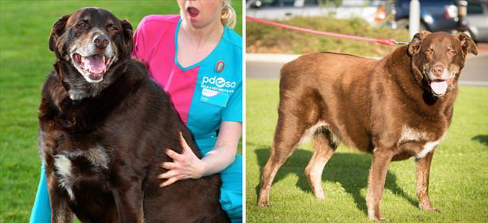 These Chubby Dogs and Cats Shed Some Serious Weight...