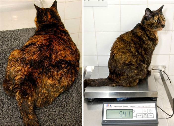 These Chubby Dogs and Cats Shed Some Serious Weight...