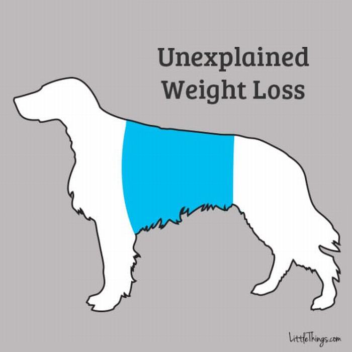 11 Unhealthy Signs in Your Dog That You Shouldn't Ignore