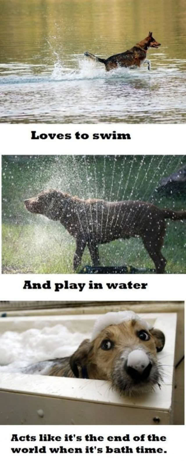 Only dog owners will understand
