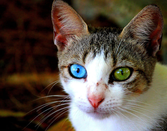 animals with multi colored eyes