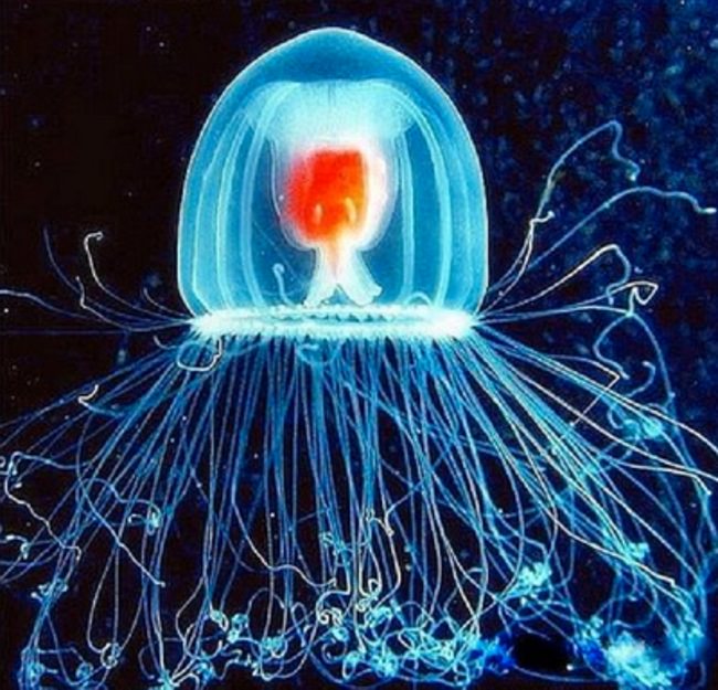 Amazing Animals: immortal jellyfish