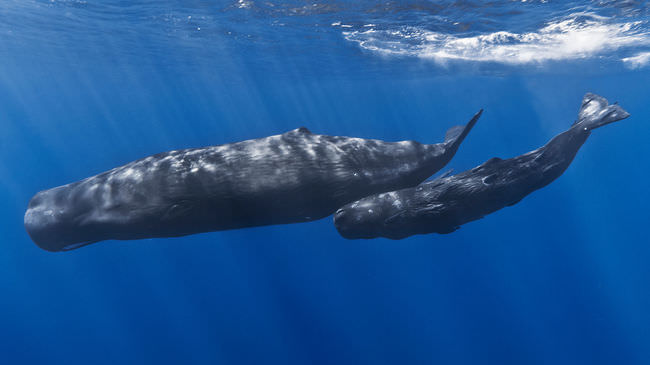 Amazing Animals: Sperm whales