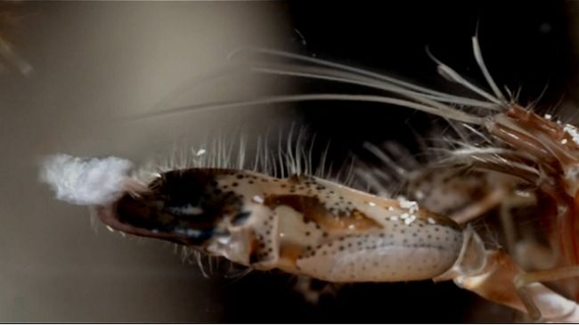 Amazing Animals: pistol shrimp