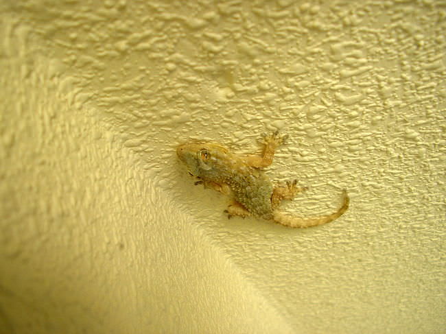 Amazing Animals: Gecko on a ceiling 