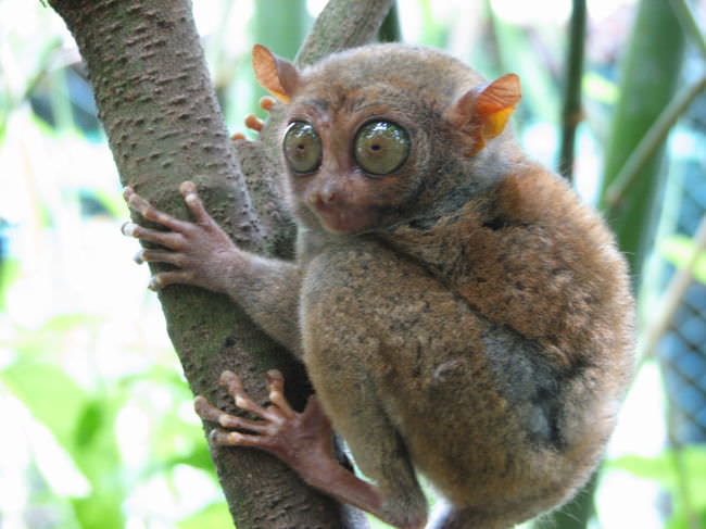 Amazing Animals: Tarsier on a tree