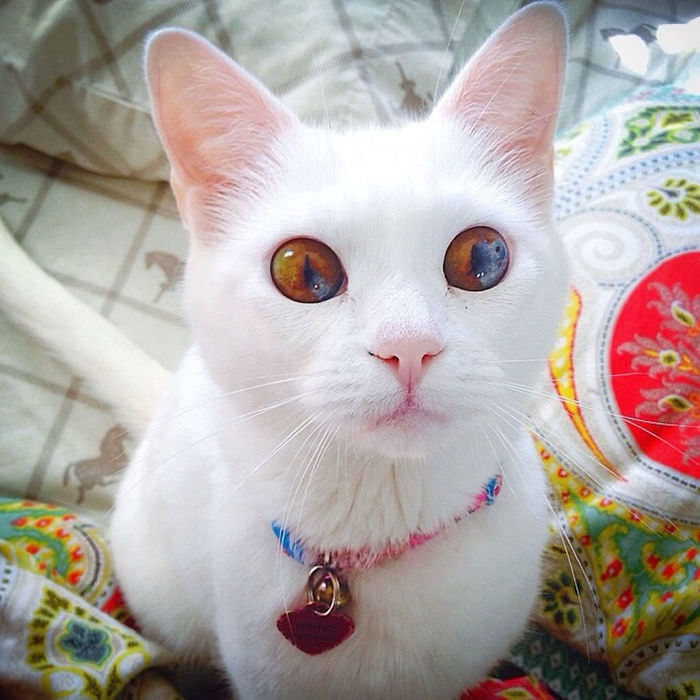 animals with multi colored eyes