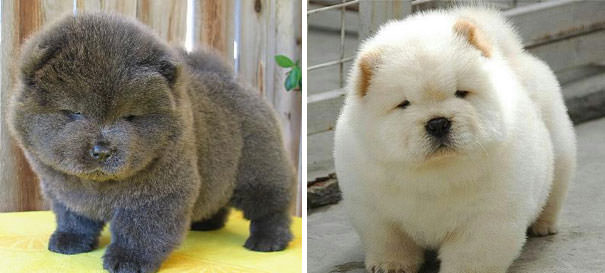 Chubby Puppies