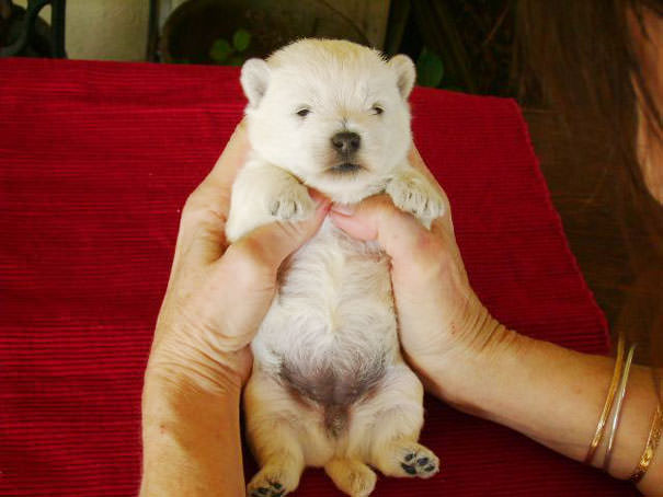 Chubby Puppies
