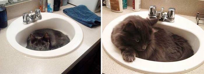 cats before and after