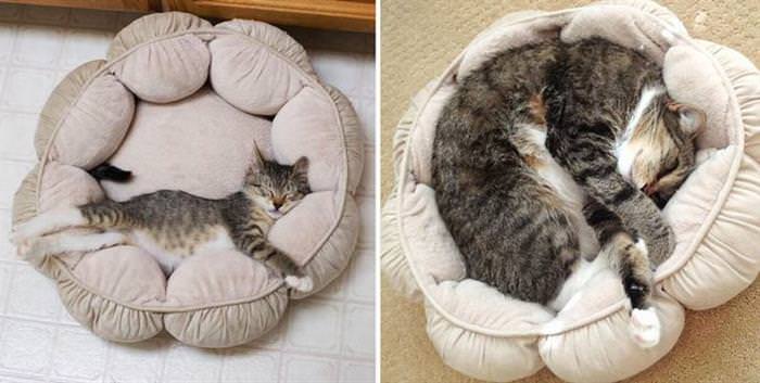 cats before and after