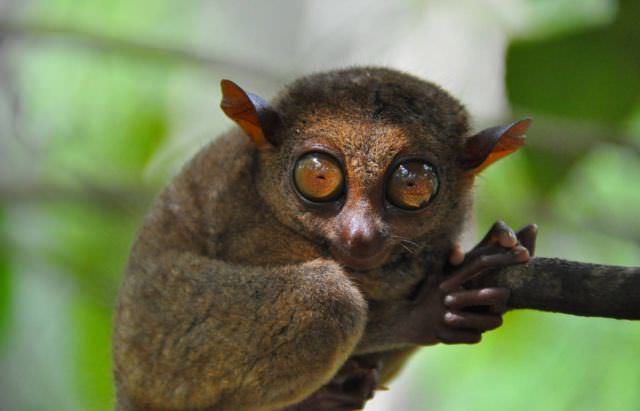 tarsier primate photos