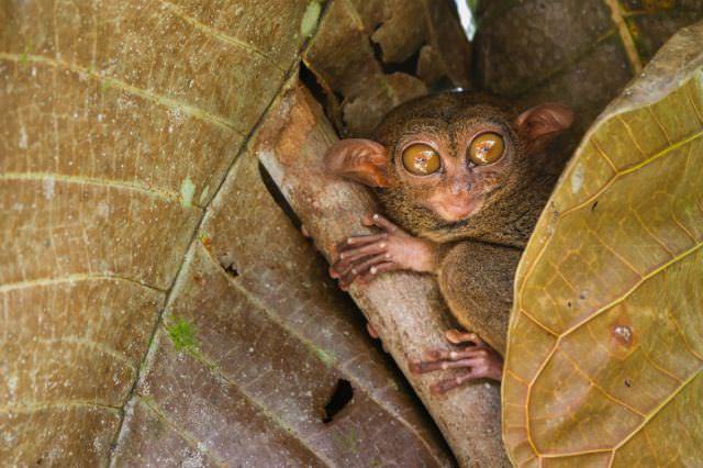 tarsier primate photos